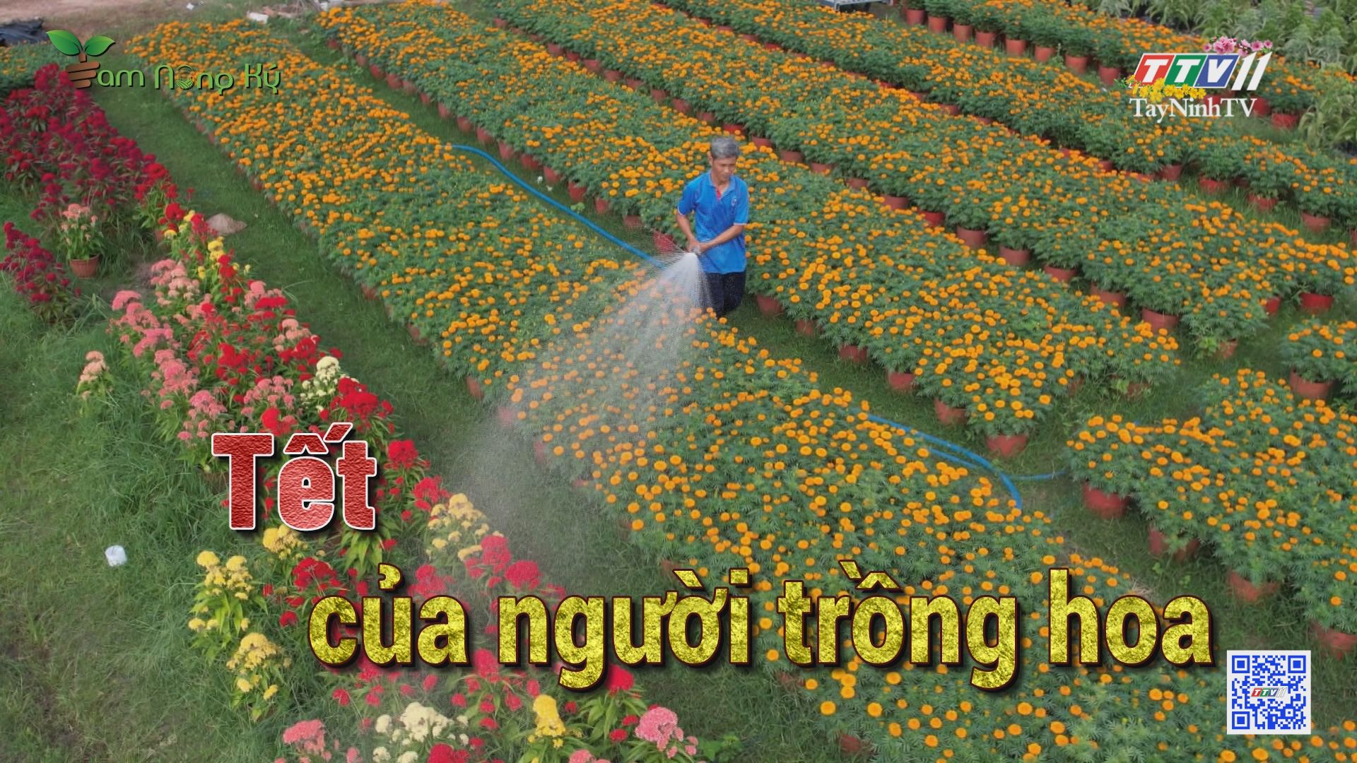 Tết của người trồng hoa | Tam nông ký | TayNinhTV