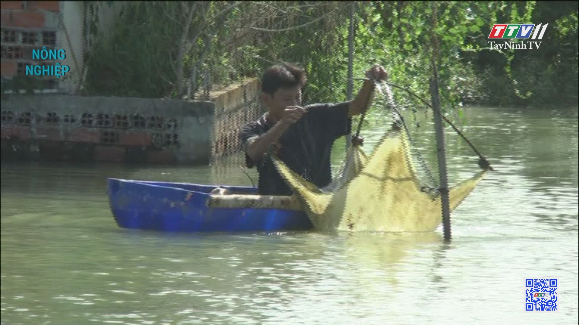 Nuôi tôm càng xanh trong ao nước ngọt | Nông nghiệp Tây Ninh | TayNinhTV
