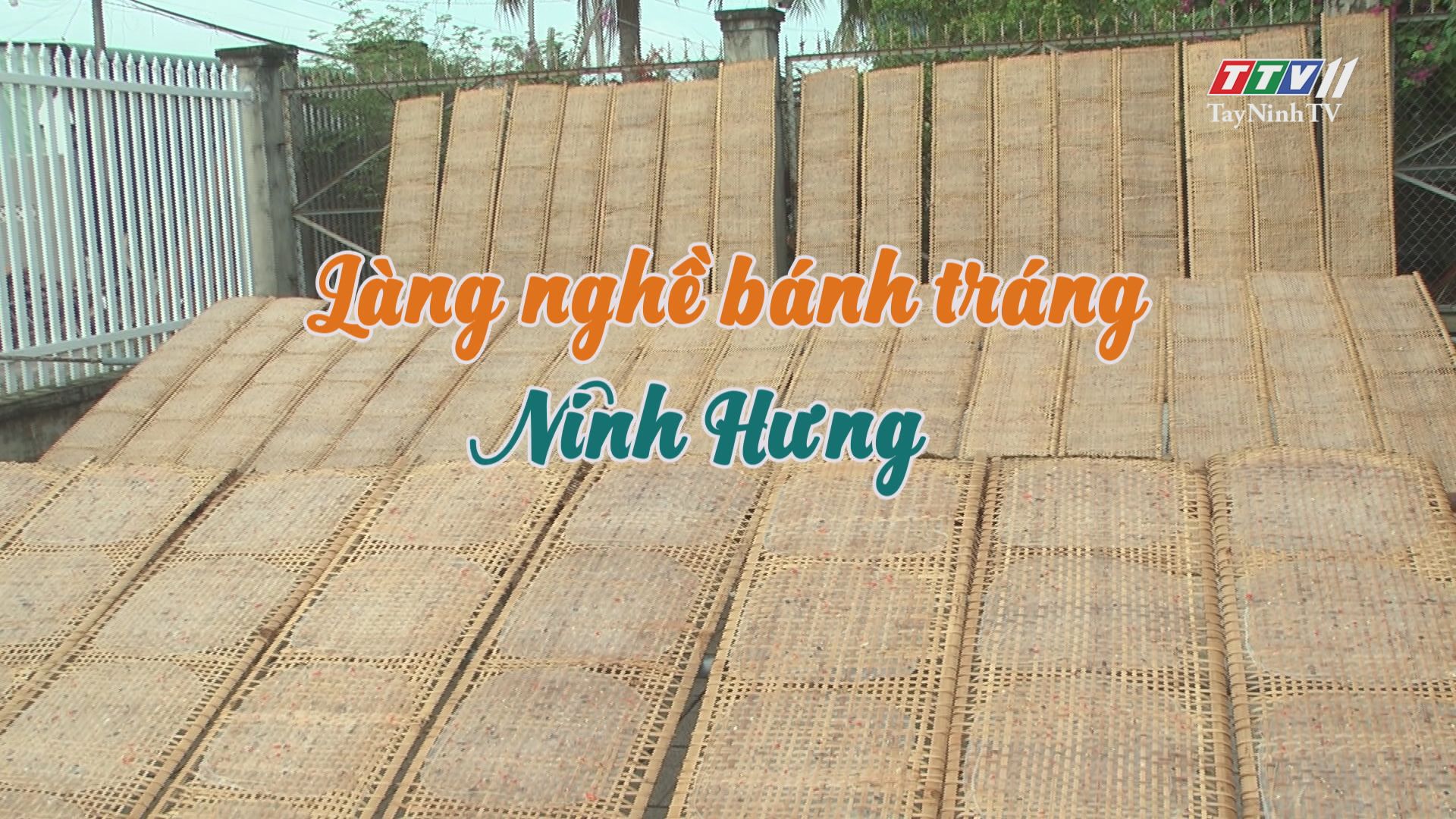 Làng nghề bánh tráng Ninh Hưng | Nông nghiệp Tây Ninh | TayNinhTV