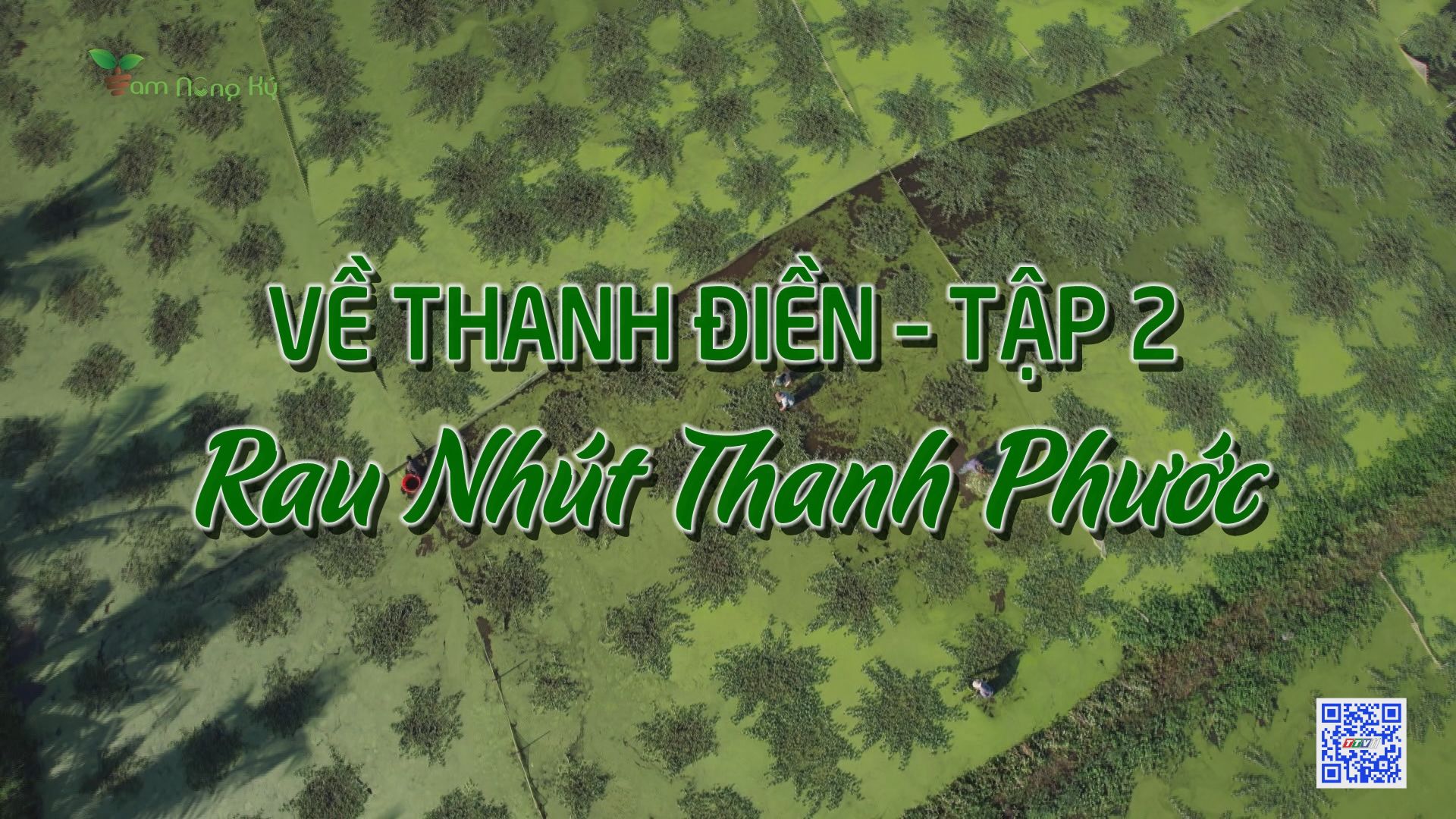 Rau nhút Thanh Phước | TAM NÔNG KÝ | TayNinhTV