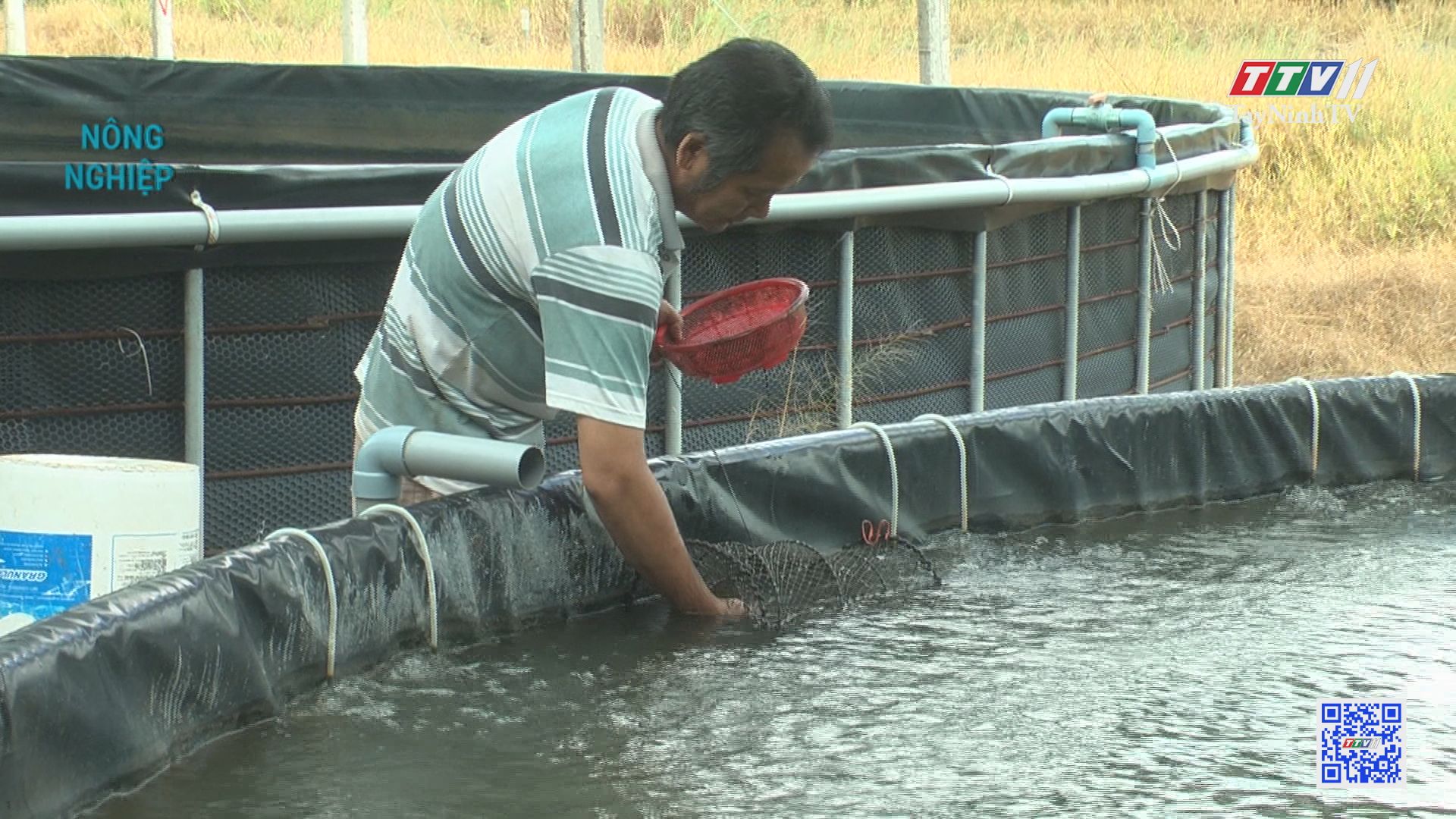 Kỹ thuật nuôi tôm càng xanh trong ao lót bạt | Nông nghiệp Tây Ninh | TayNinhTV
