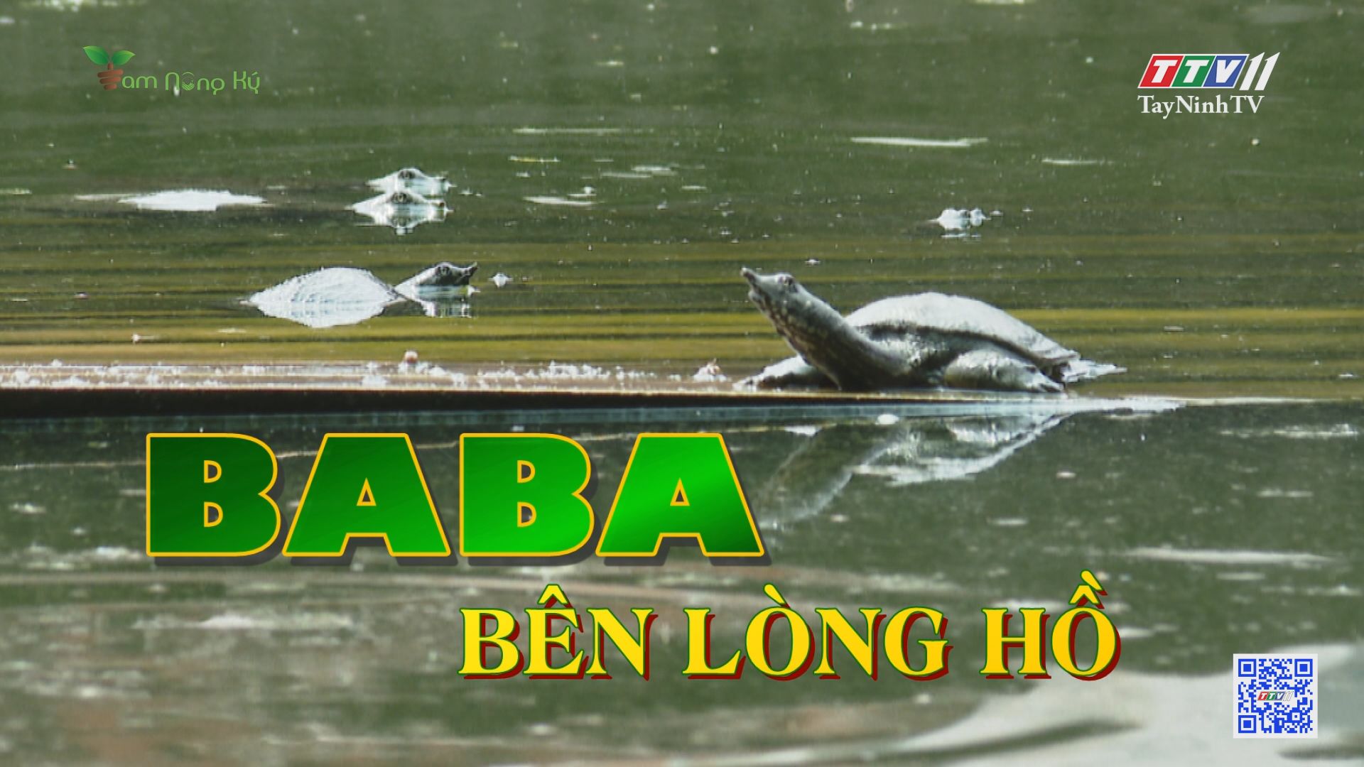Baba bên lòng hồ | Tam nông ký | TayNinhTV