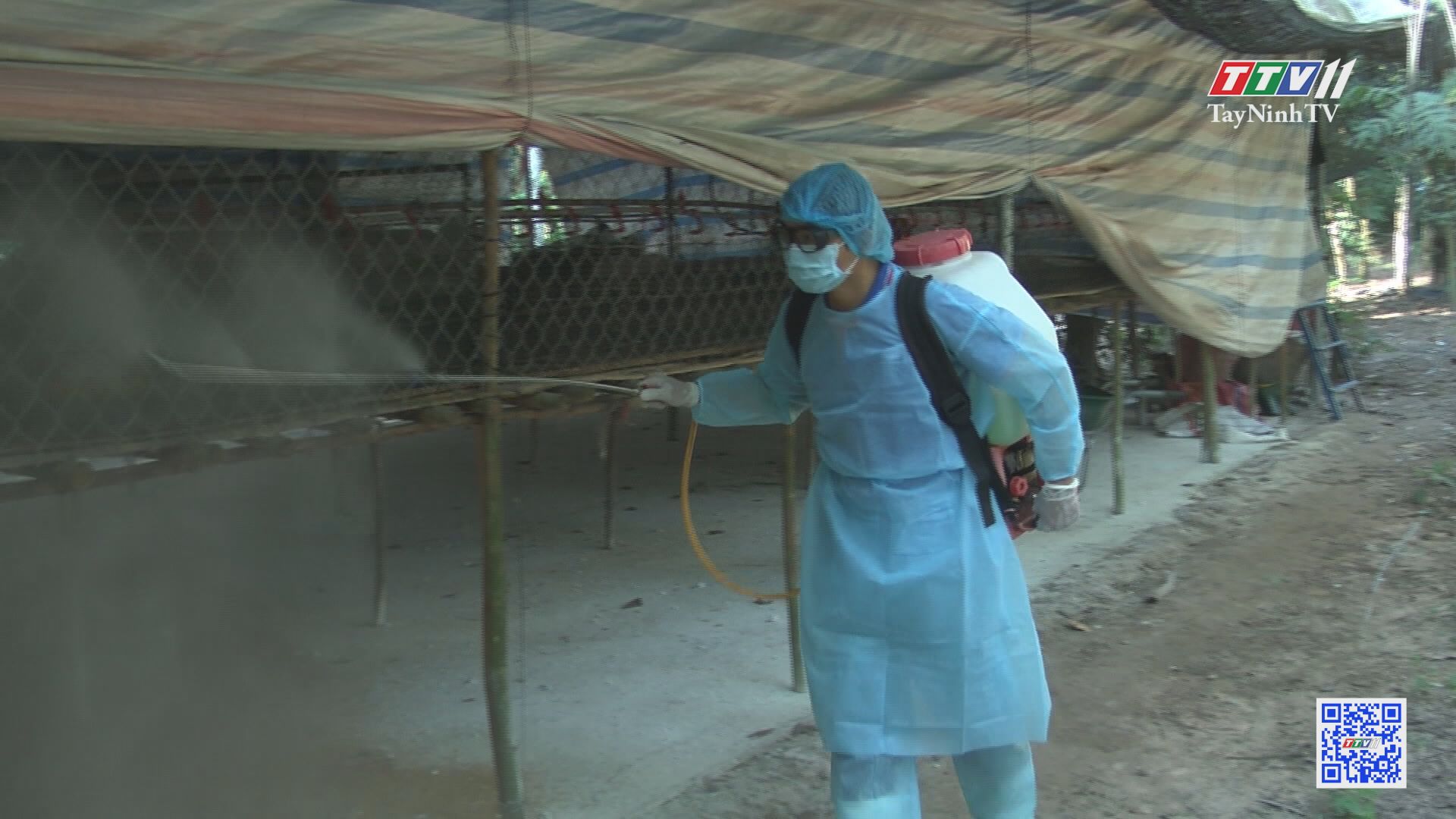Tây Ninh chú trọng phòng chống dịch cúm gia cầm | NÔNG NGHIỆP TÂY NINH | TayNinhTV