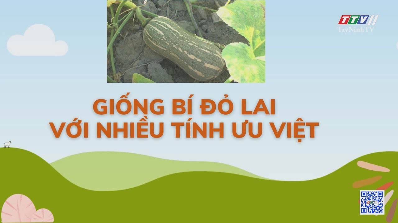 GIỐNG BÍ ĐỎ LAI VỚI NHIỀU TÍNH ƯU VIỆT | Nông nghiệp Tây Ninh | TayNinhTV
