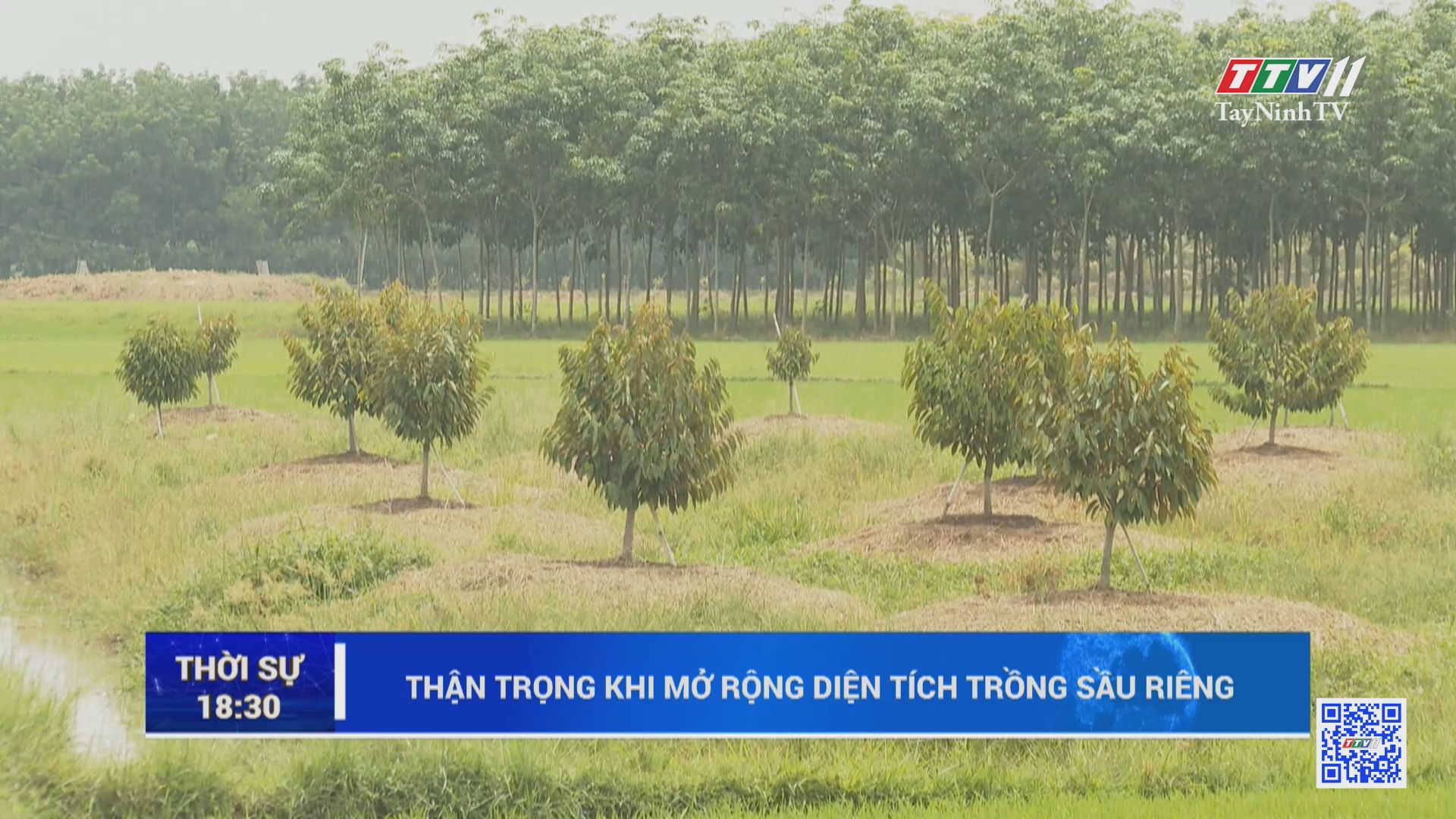 Thận trọng khi mở rộng diện tích trồng sầu riêng | TayNinhTV