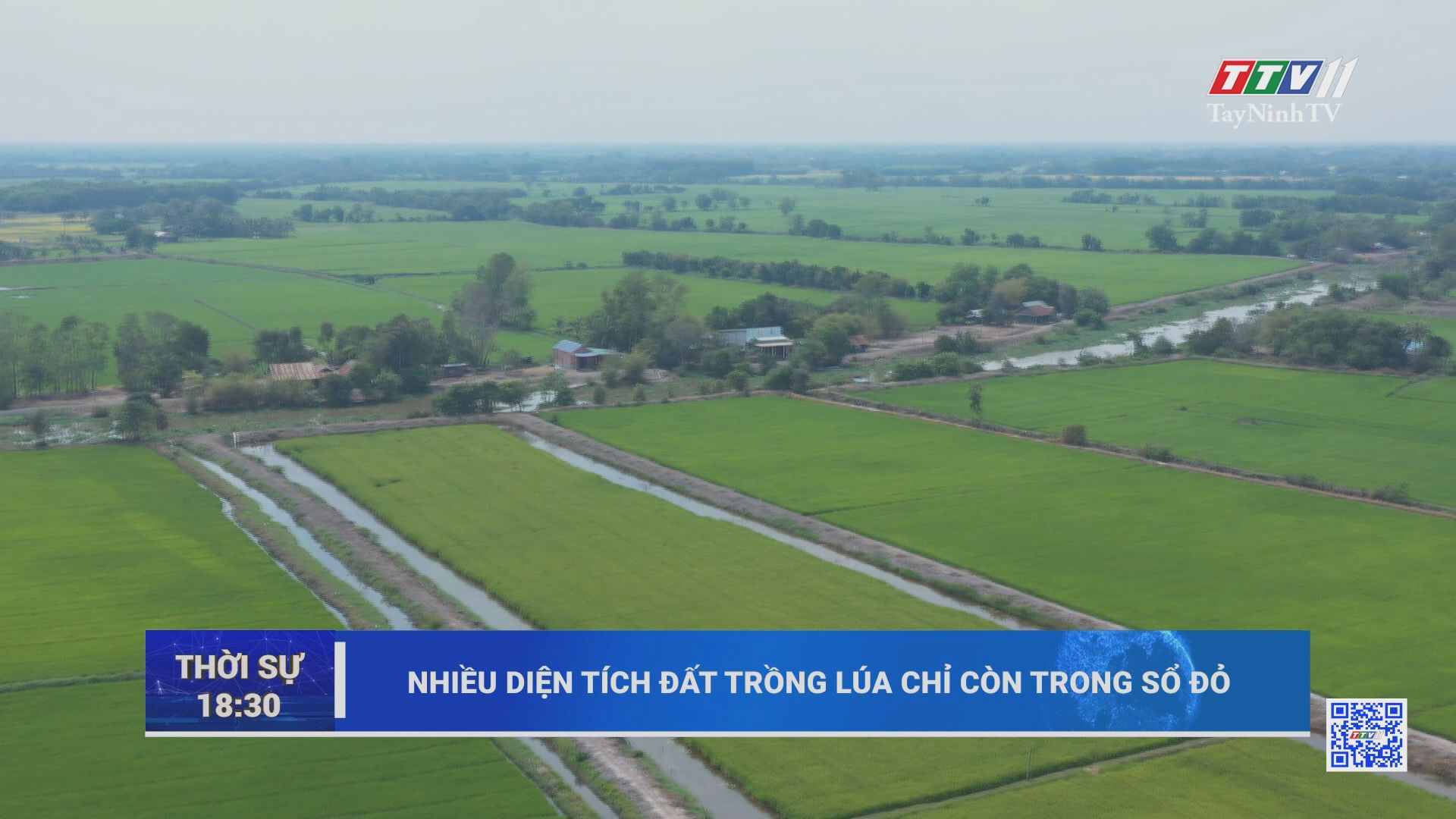 Nhiều diện tích đất trồng lúa chỉ còn trong sổ đỏ | TayNinhTV