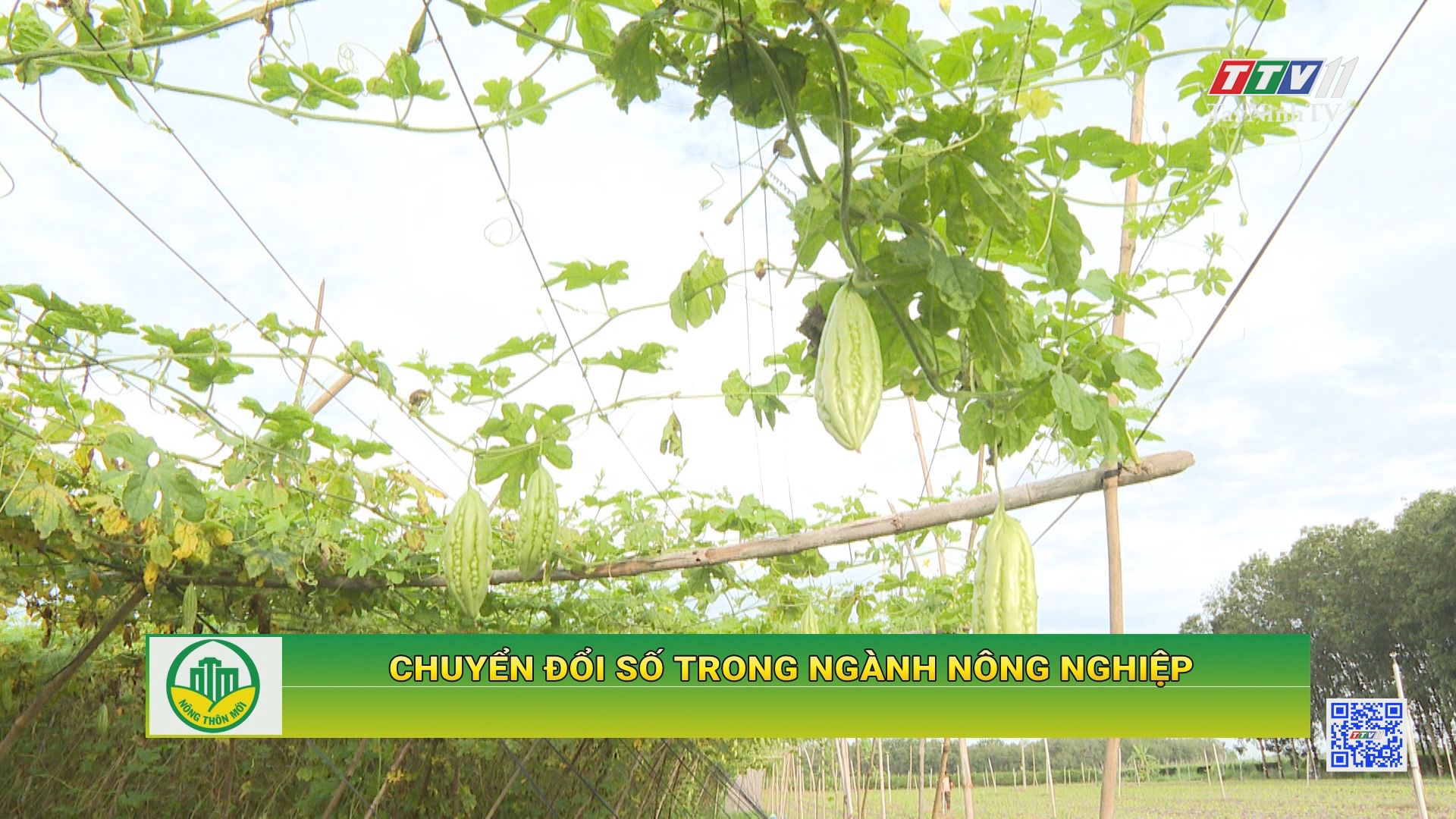 Chuyển đổi số trong ngành nông nghiệp | XÂY DỰNG NÔNG THÔN MỚI | TayNinhTV