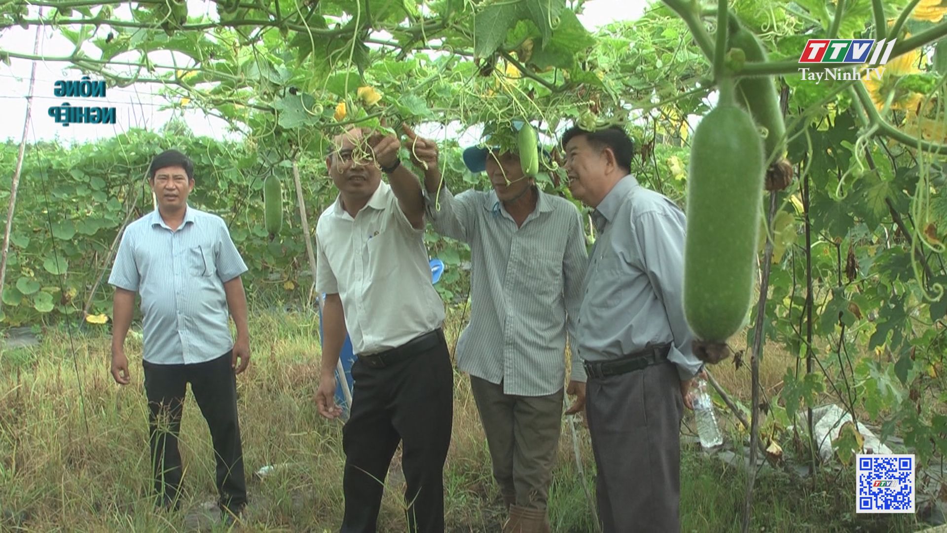 Cây rau màu trên đất Trà Vong | Nông nghiệp Tây Ninh | TayNinhTV