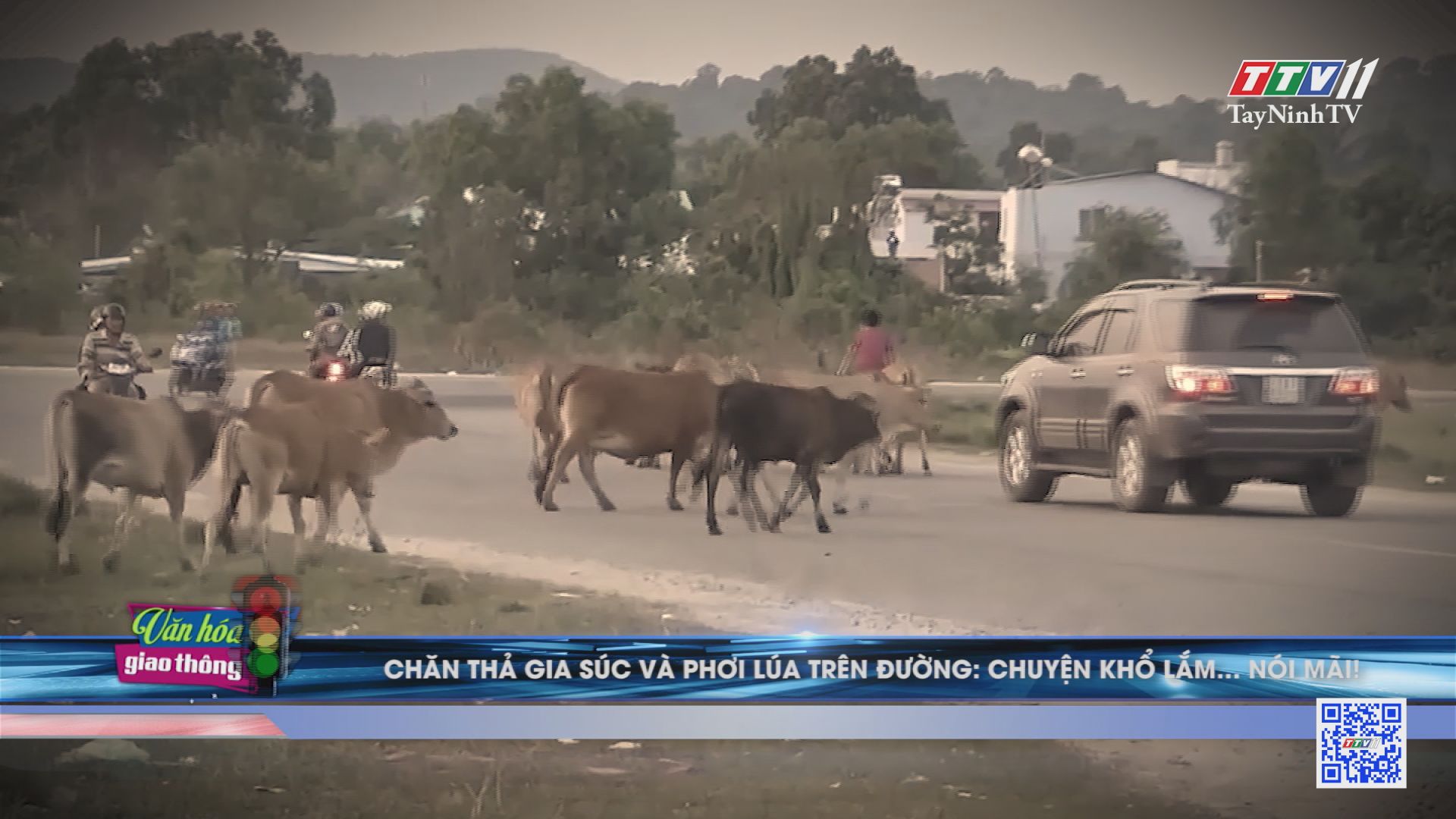 Chăn thả gia súc và phơi lúa trên đường: chuyện khổ lắm... nói mãi | Văn hóa giao thông | TayNinhTV