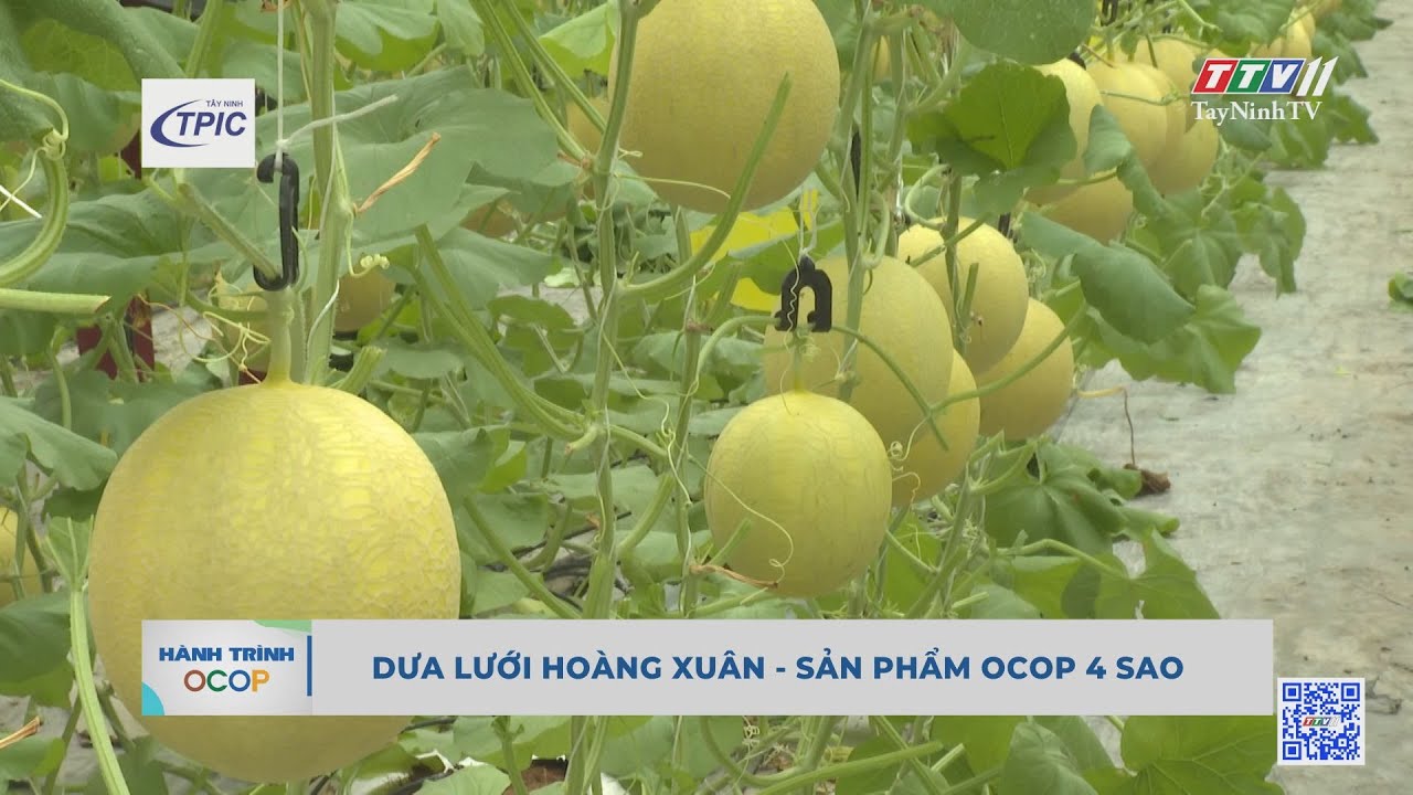 Dưa lưới Hoàng Xuân - Sản phẩm OCOP 4 sao | Hành trình OCOP | TayNinhTV