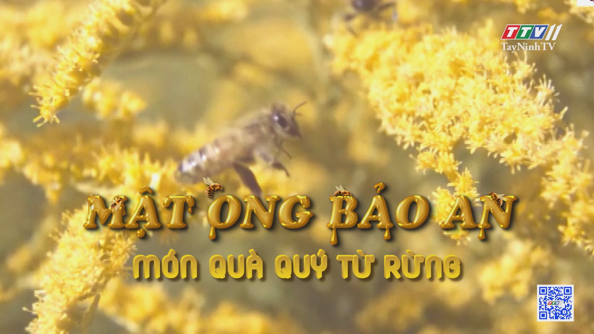Mật ong Bảo An - Món quà quý từ rừng | Hành trình OCOP | TayNinhTV