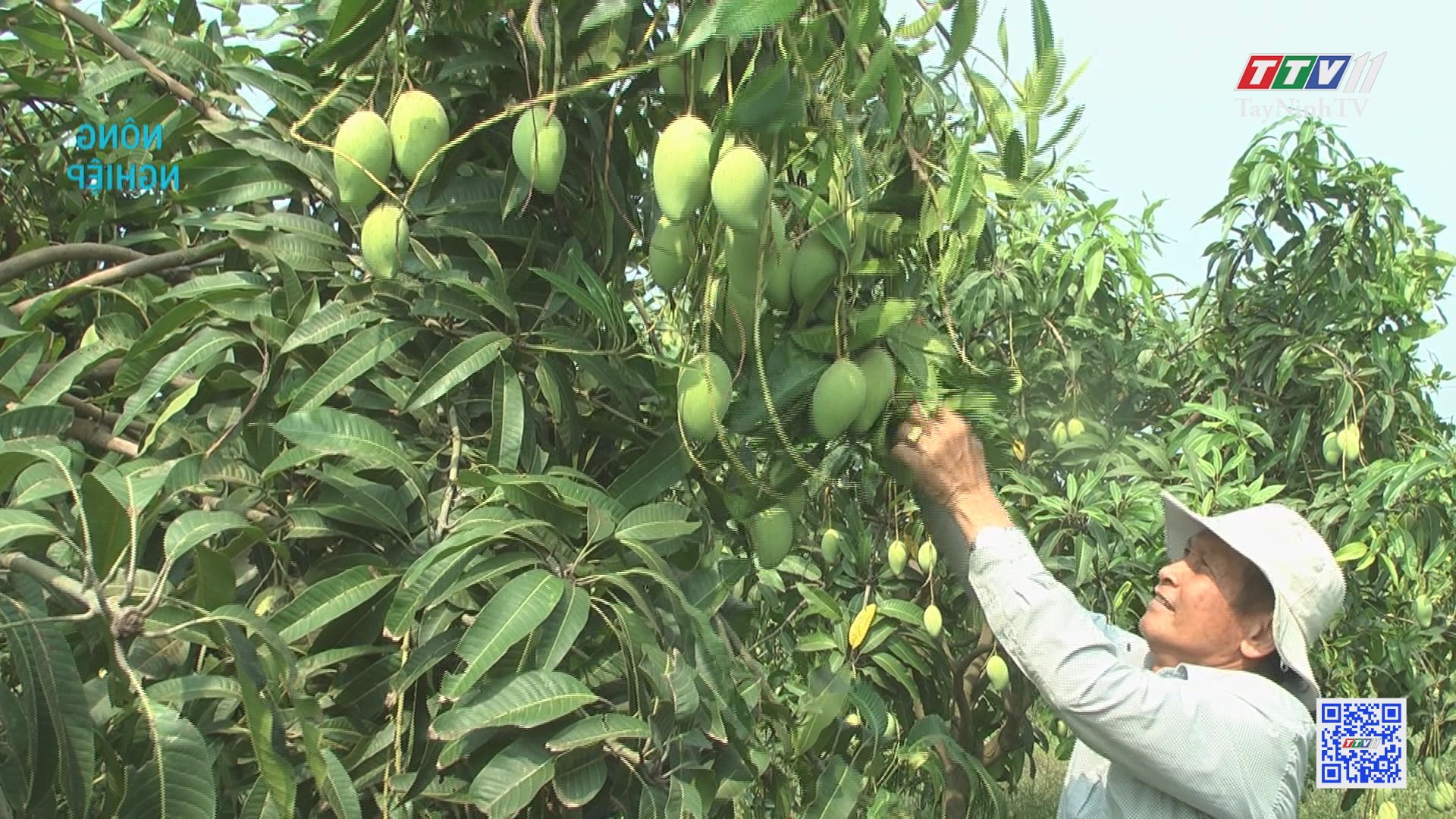 Thạnh Bình chuyển đổi giống cây trồng | Nông nghiệp Tây Ninh | TayNinhTV