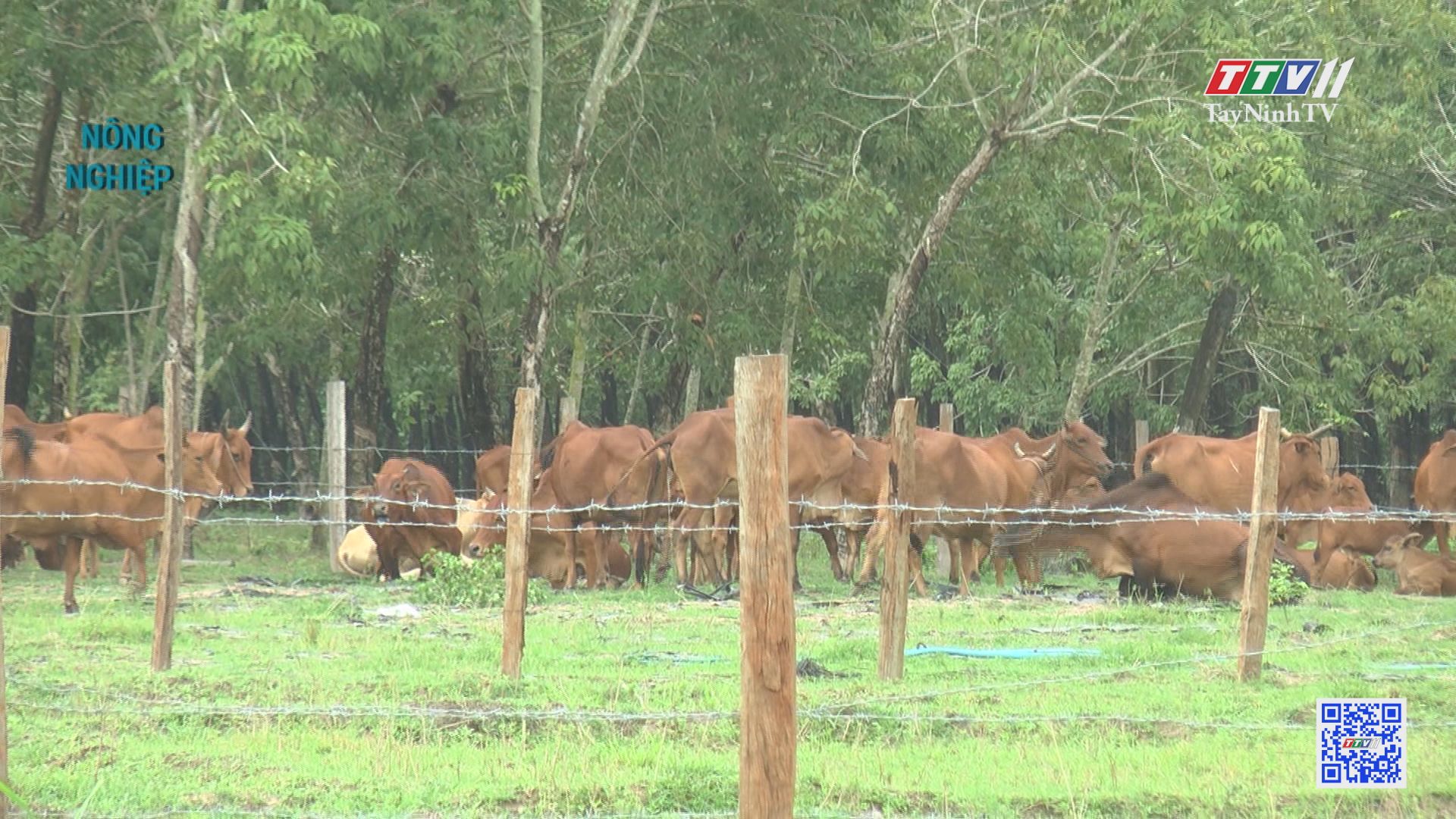 Hiệu quả mô hình nuôi gia súc theo qui trình khép kín | NÔNG NGHIỆP TÂY NINH | TayNinhTV
