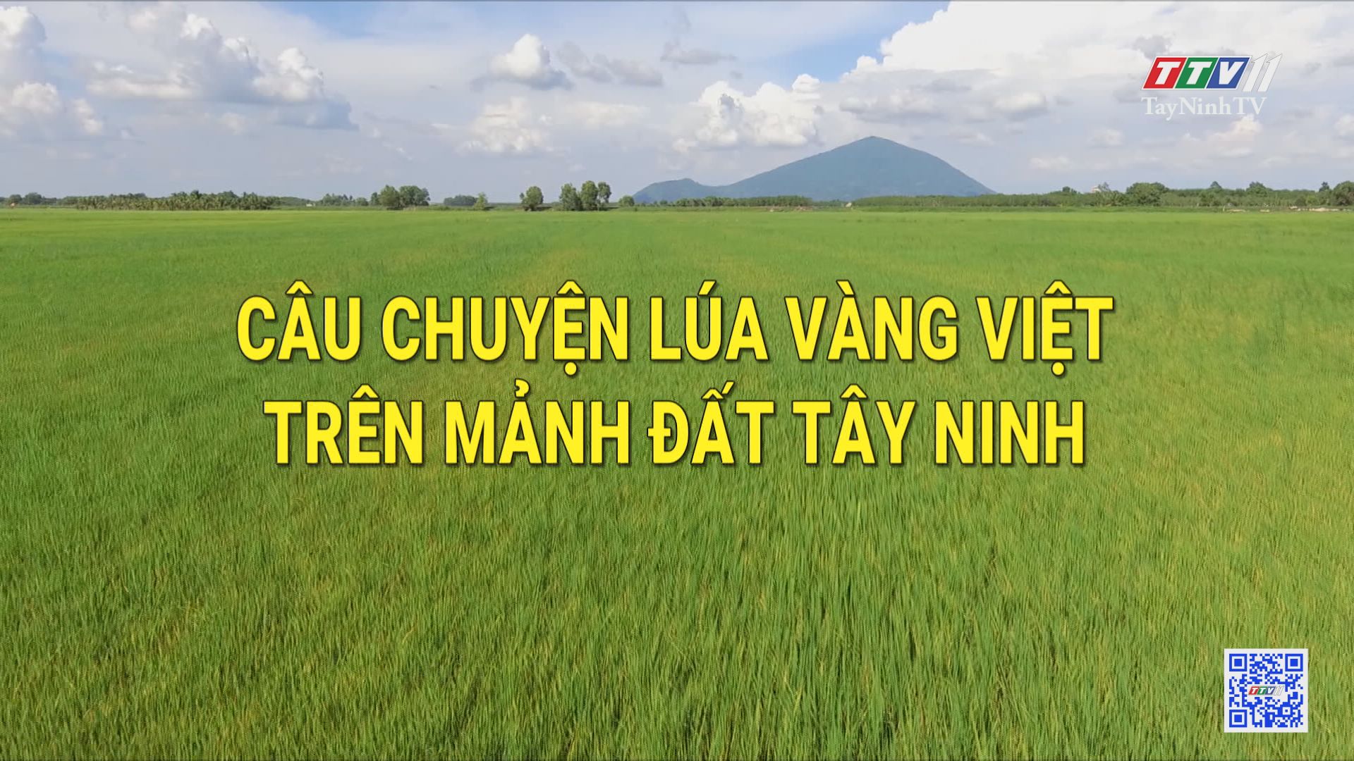 Câu chuyện lúa vàng Việt trên mảnh đất Tây Ninh | Trò chuyện cùng doanh nhân | TayNinhTV