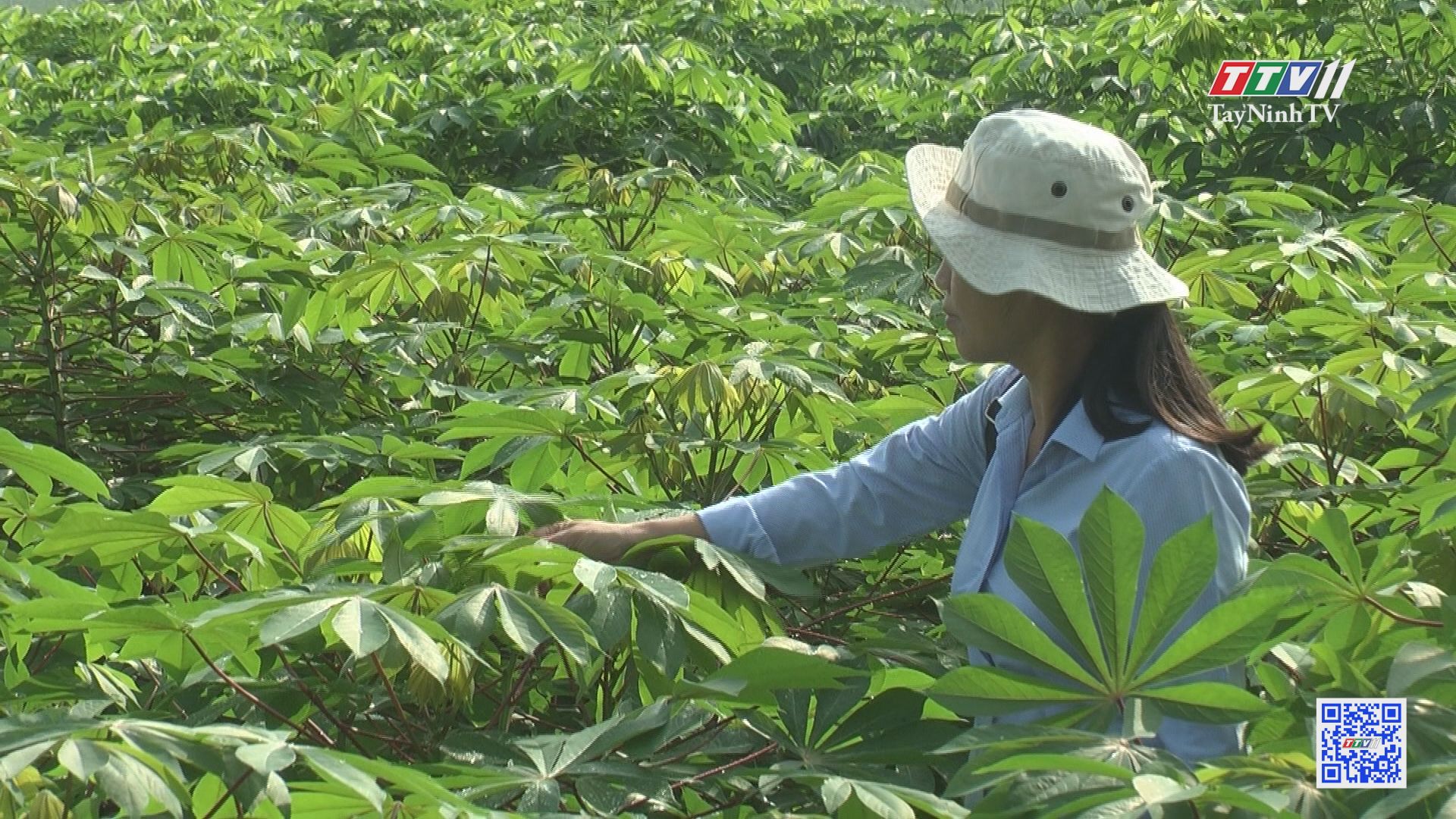 Tây Ninh khả quan với giống mì kháng bệnh khảm lá | NÔNG NGHIỆP TÂY NINH | TayNinhTV