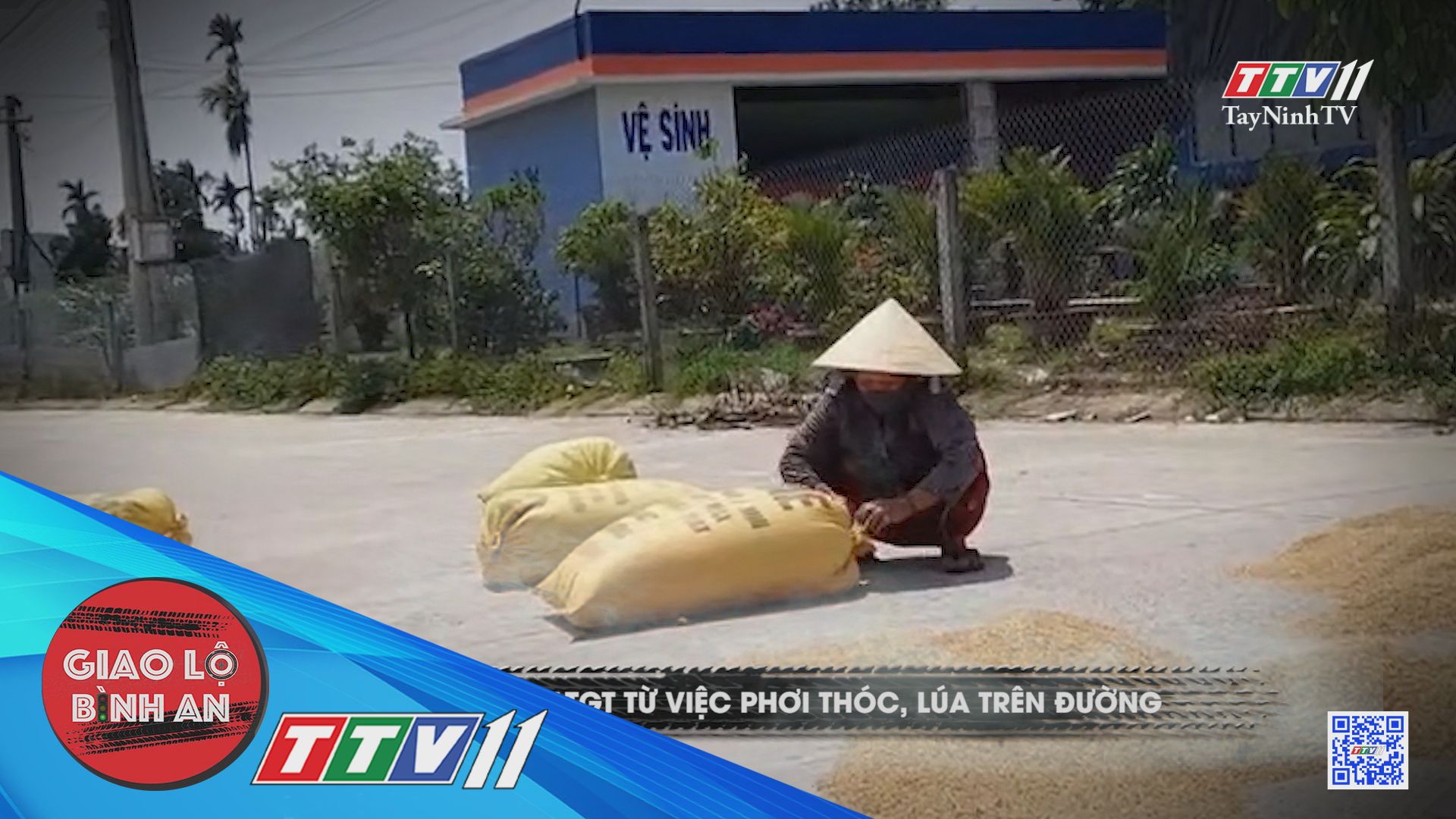 Mất ATGT từ việc phơi thóc, lúa trên đường | Giao lộ bình an | TayNinhTV