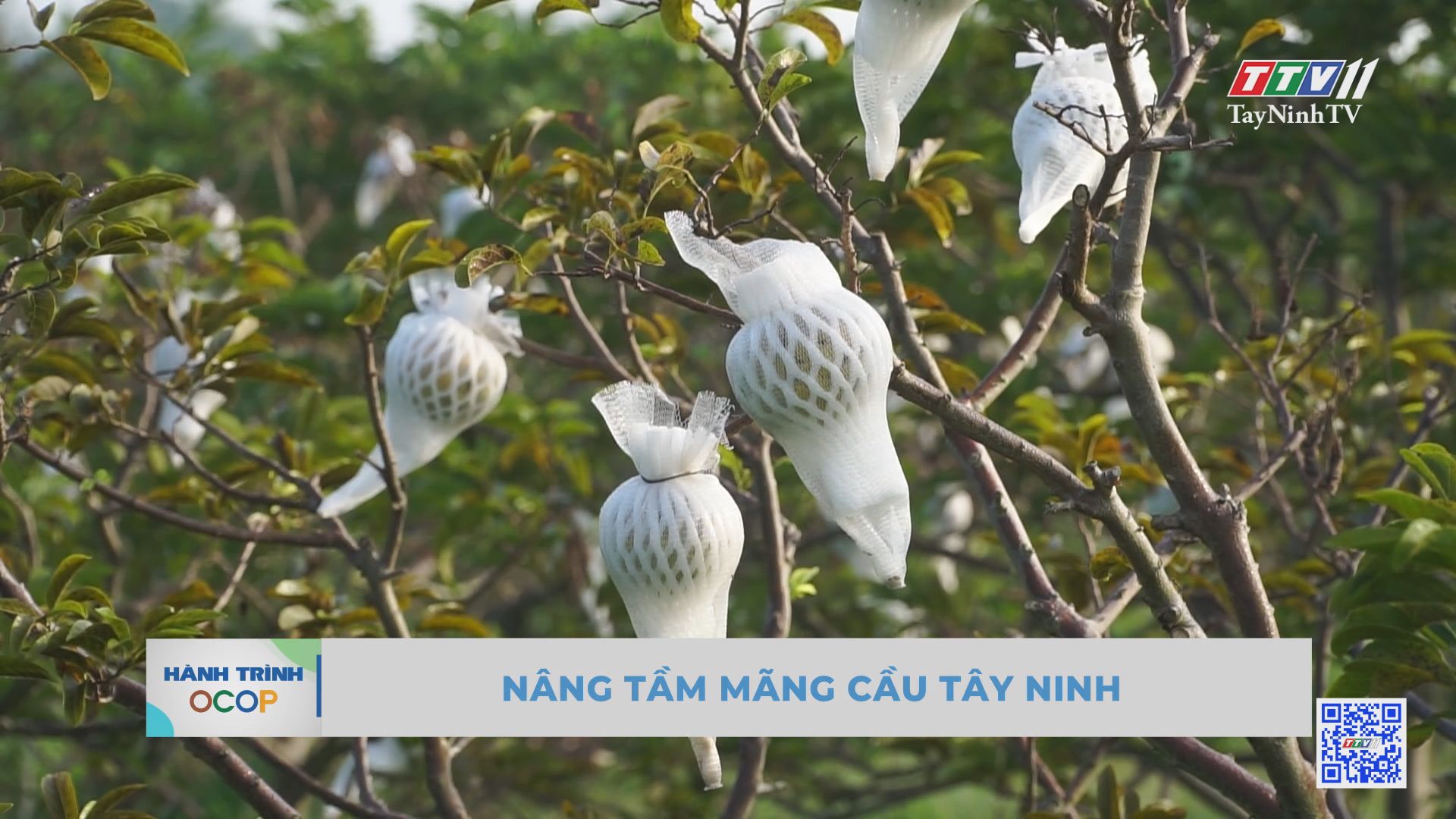 Nâng tầm mãng cầu Tây Ninh | Hành trình OCOP | TayNinhTV