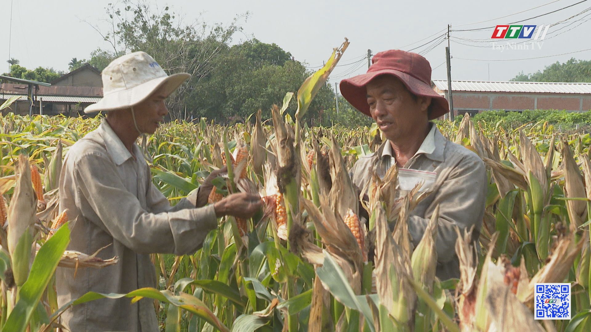 Xây dựng chuỗi liên kết trong sản xuất tiêu thụ sản phẩm nông nghiệp | TÂY NINH XÂY DỰNG NÔNG THÔN MỚI | TayNinhTV
