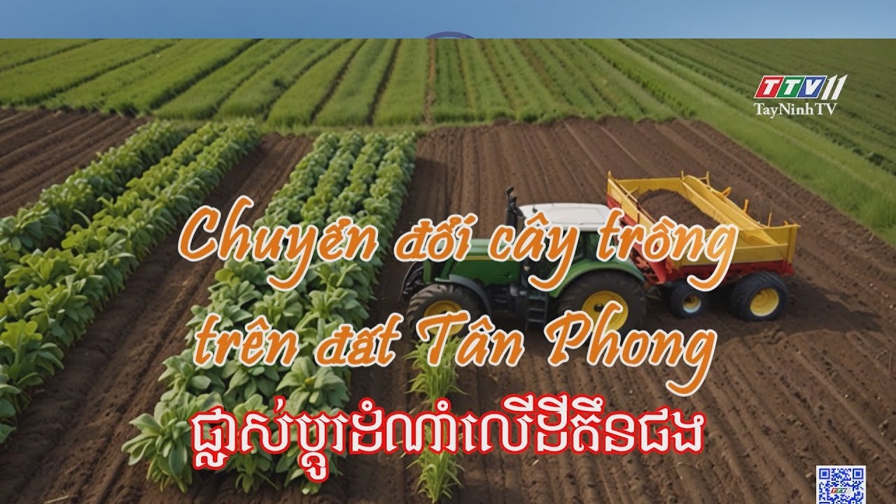 Chuyển đổi cây trồng trên đất Tân Phong | NÔNG NGHIỆP TÂY NINH | TayNinhTVToday