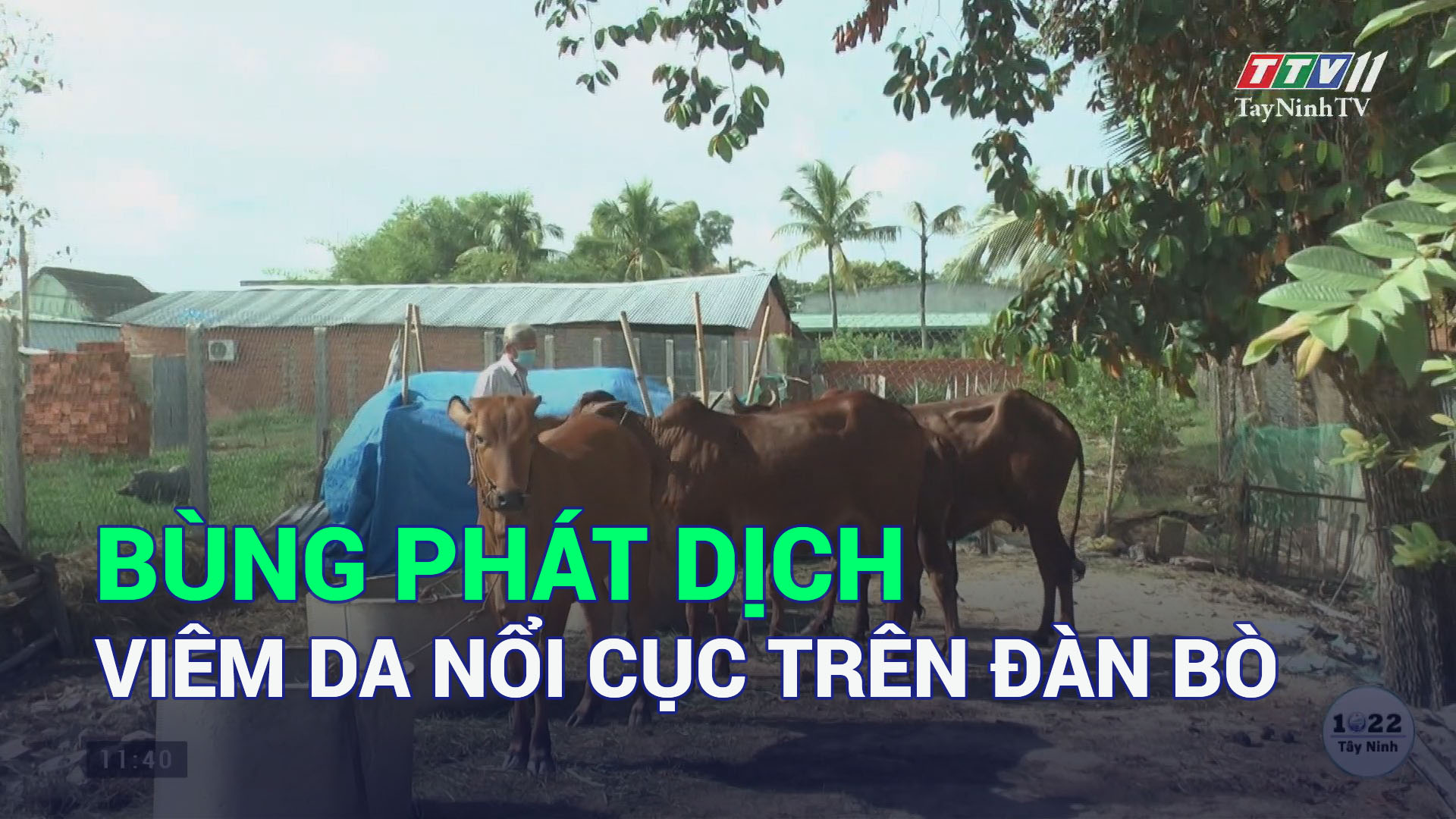 Bùng phát dịch viêm da nổi cục trên đàn bò | TayNinhTV