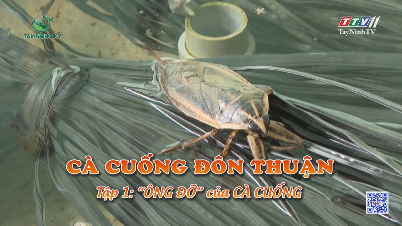 Cà cuống Đôn Thuận - Tập 1: Ông đỡ của cà cuống | TAM NÔNG KÝ | TayNinhTV