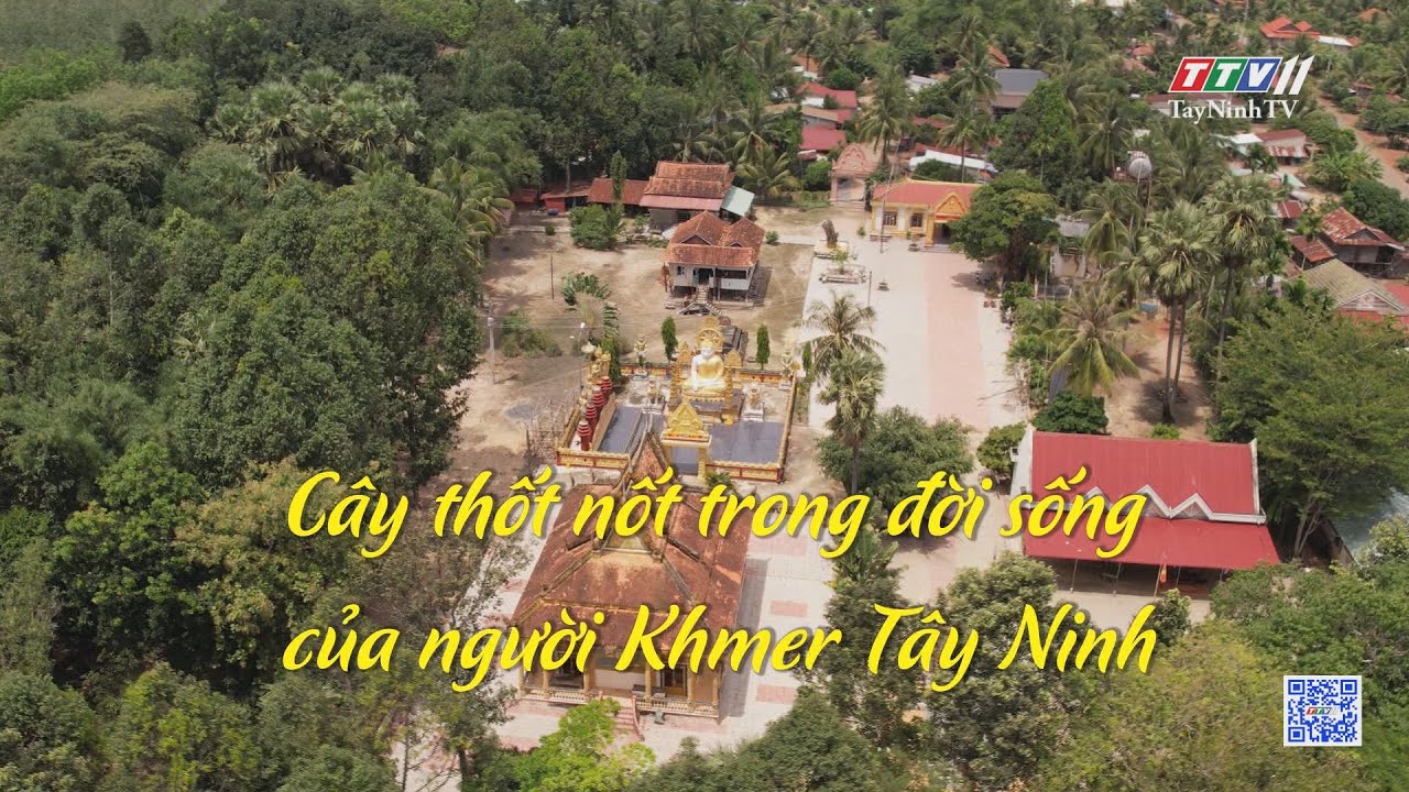 Cây thốt nốt trong đời sống của người Khmer Tây Ninh | PHÁT TRIỂN ĐỒNG BÀO DÂN TỘC THIỂU SỐ | TayNinhTV