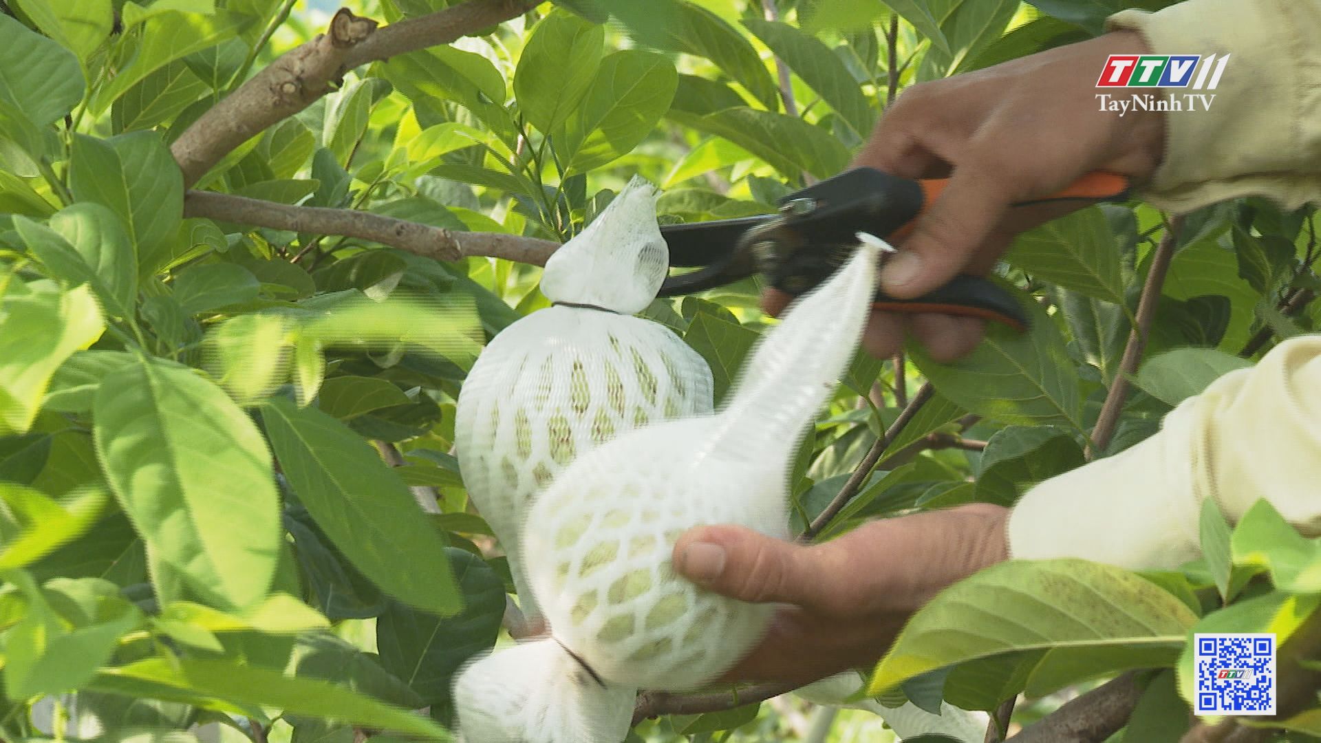 Xây dựng trái mãng cầu Bà Đen trở thành sản phẩm OCOP | TÂY NINH XÂY DỰNG NÔNG THÔN MỚI | TayNinhTV 