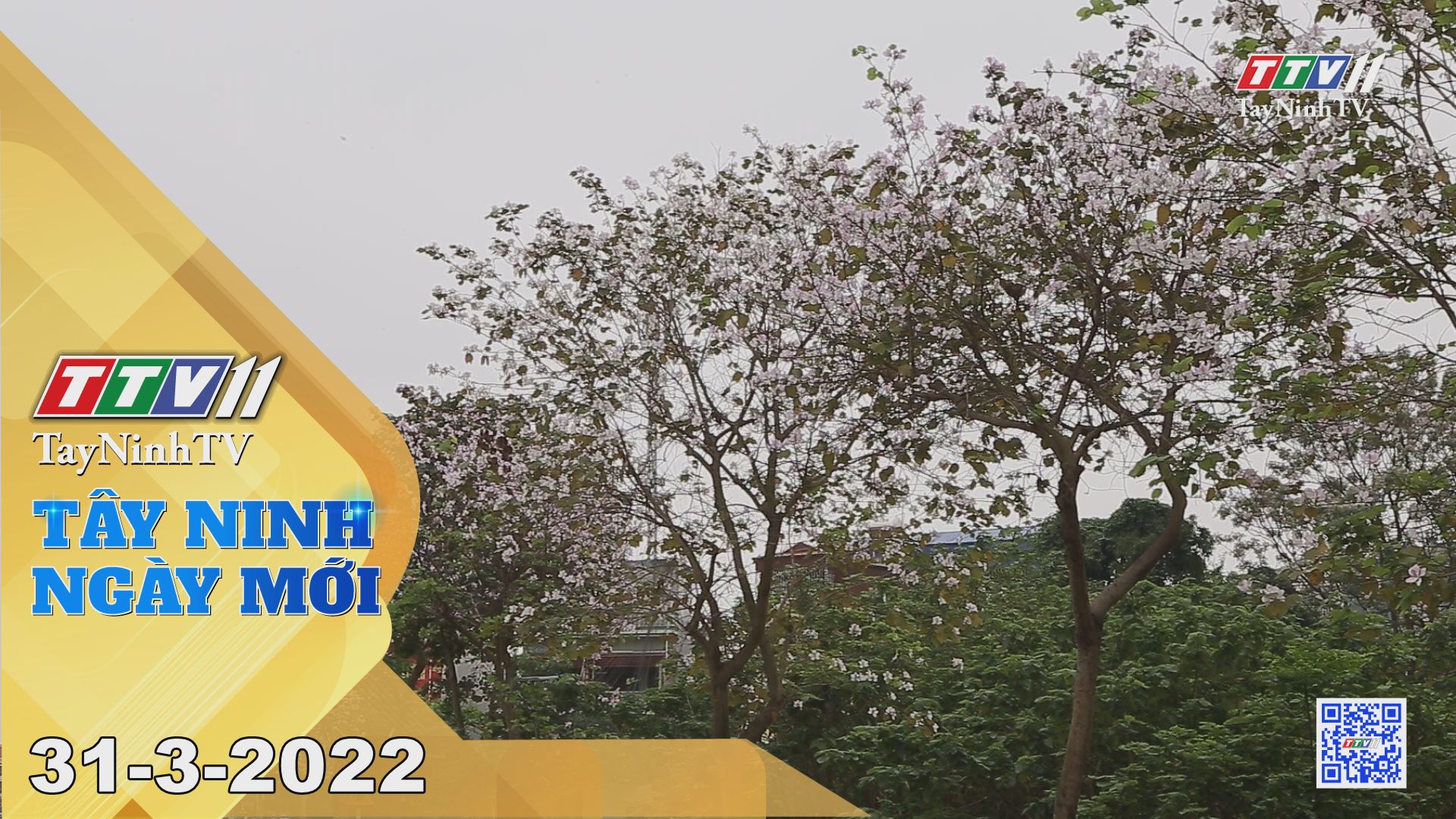 Tây Ninh ngày mới 31-3-2022 | Tin tức hôm nay | TayNinhTV