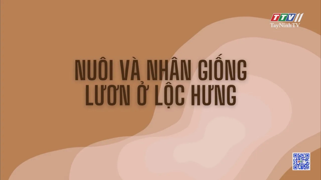 Nuôi và nhân giống lươn ở Lộc Hưng | NÔNG NGHIỆP TÂY NINH | TayNinhTV