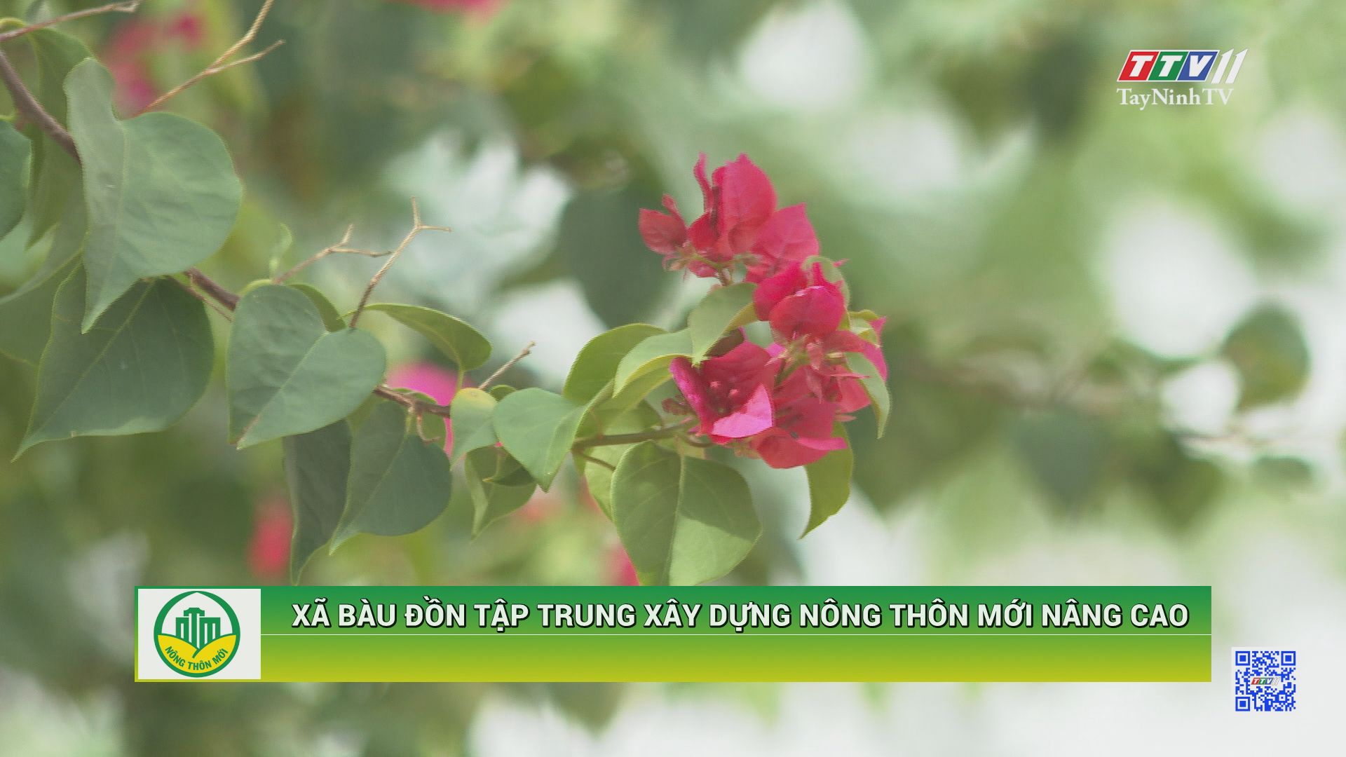 Xã Bàu Đồn tập trung xây dựng nông thôn mới nâng cao | TÂY NINH XÂY DỰNG NÔNG THÔN MỚI | TayNinhTV