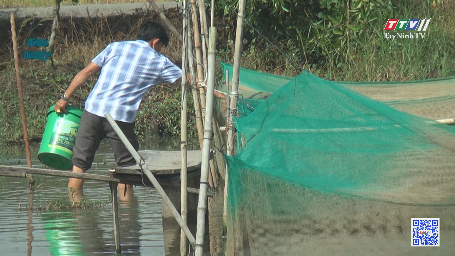 Phước Chỉ phát triển nuôi cá trong vèo | Nông nghiệp Tây Ninh | TayNinhTV